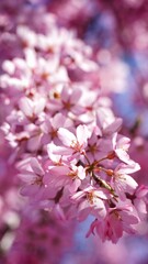Full bloom cherry blossom during spring season in Japan. 