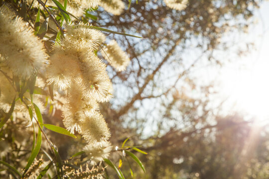 Small pale yellow bottlebrush flowers with rays of sunlight shining through