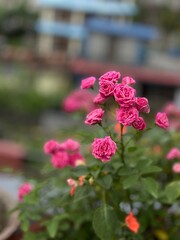 pink Rose in the garden
