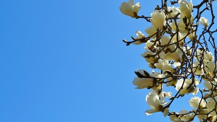 Full bloom white magnolia wih blue sky. 