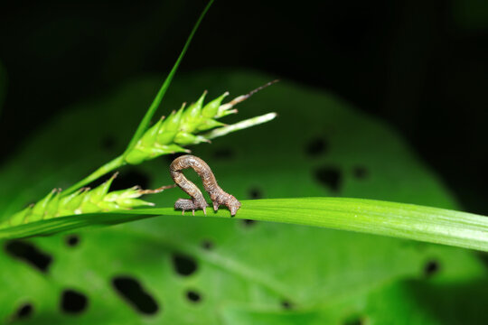 暗い森の中、イネ科植物の細葉を移動するシャクトリムシ（自然環境下昆虫類ストロボマクロ撮影）