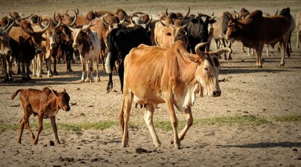 Domestic cattle with calf at Lake Victoria, Tanzania