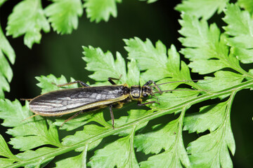 シダの葉にキベリトウゴウカワゲラ成虫（トウゴウカワゲラ・自然環境下昆虫類ストロボマクロ撮影）
