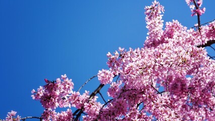Full bloom cherry blossom during spring season at Japan. 