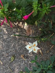 A beautiful white flower in a garden in spring,Una bella flor de color blanco en un jardín en  la primavera(4).