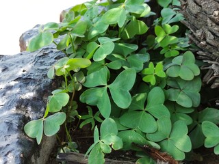 Close-up of small plants in the garden,Primer plano de las pequeñas plantas en el jardín(21).