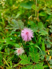 A close-up of a charming pink Mimosa Pudica (Sensitive Plant) flower, with its distinctive fluffy appearance, nestled among green foliage. Highlights natural beauty and unique flora.