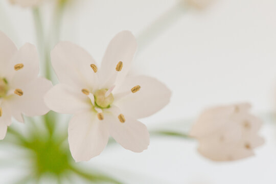 Close up of a white flower