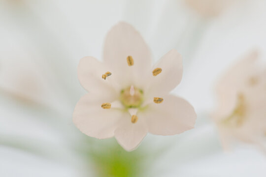 Fototapeta Close up of a white flower