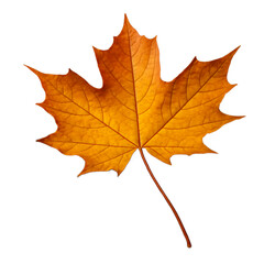 Fototapeta premium Autumn maple leaf, vibrant orange color, isolated on transparent background