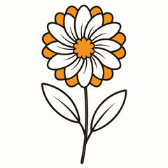 Calendula on white background