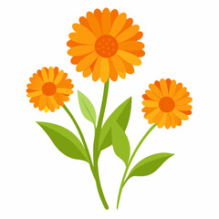 Naklejka premium Calendula on white background
