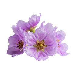 Obraz premium Queen’s flower (Lagerstroemia speciosa) in soft lavender-purple, crinkled petals isolated on a bright white 