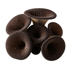  Black trumpet mushrooms (Craterellus cornucopioides), ton a white background, slightly textured surface