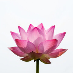 Pink lotus flower (Nelumbo nucifera), fully bloomed with soft curved petals, isolated on a bright white background, spiritual and peaceful tone