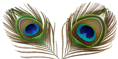 Obraz premium Single Vibrant Peacock Feather with Eye Pattern isolated on white background PNG