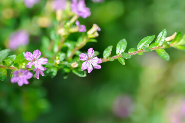 Cuphea hyssopifolia Humb, Cuphea hyssopifolia Kunth or Elfin Herb or False Heather or LYTHRACEAE