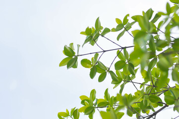 Terminalia ivorensis A Chev, Black afara or COMBRETACEAE and sky background