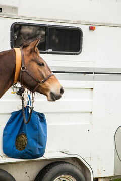 Brown horse with feed bag beside horse trailer