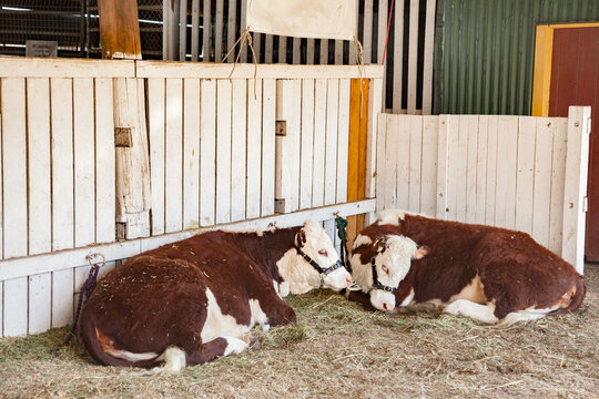 Cattle tied up in shed at the showgrounds resting on the hay