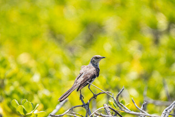 The northern mockingbird (Mimus polyglottos) is a mockingbird commonly found in North America, of the family Mimidae. Kaʻena Point , Oahu Hawaii