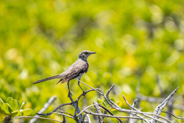The northern mockingbird (Mimus polyglottos) is a mockingbird commonly found in North America, of the family Mimidae. Kaʻena Point , Oahu Hawaii