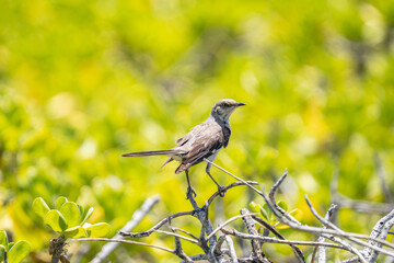The northern mockingbird (Mimus polyglottos) is a mockingbird commonly found in North America, of the family Mimidae. Kaʻena Point , Oahu Hawaii
