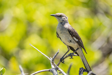 Obraz premium The northern mockingbird (Mimus polyglottos) is a mockingbird commonly found in North America, of the family Mimidae. Kaʻena Point , Oahu Hawaii