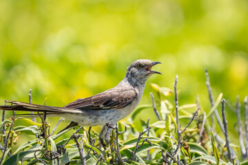 The northern mockingbird (Mimus polyglottos) is a mockingbird commonly found in North America, of the family Mimidae. Kaʻena Point , Oahu Hawaii