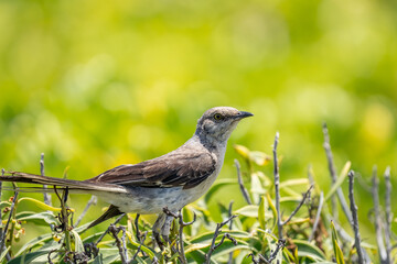 The northern mockingbird (Mimus polyglottos) is a mockingbird commonly found in North America, of the family Mimidae. Kaʻena Point , Oahu Hawaii