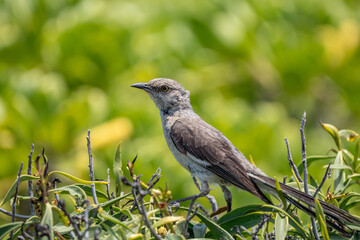 The northern mockingbird (Mimus polyglottos) is a mockingbird commonly found in North America, of the family Mimidae. Kaʻena Point , Oahu Hawaii