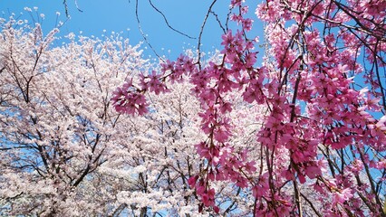 Full bloom cherry blossom during spring season at Japan. 