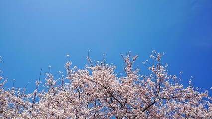 Full bloom cherry blossom with blue sky. 