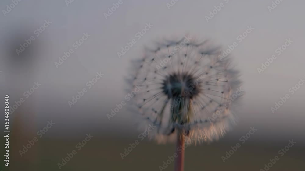 Poster close up of a dandelion seed head against a soft grey sky with diffused light creating a gentle and 
