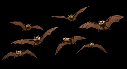 Bats in flight against black background