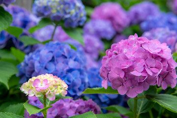満開の紫陽花の花
