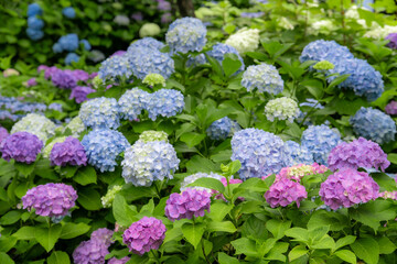 色とりどりの紫陽花