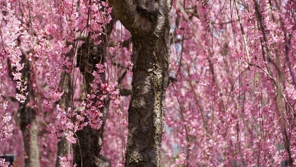 Full bloom cheery blossom during spring season. 