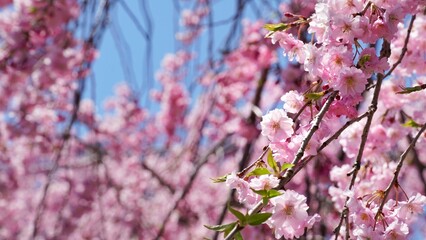 Full bloom cherry blossom in spring season in Japan.