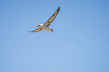 The Laysan albatross (Phoebastria immutabilis) is a large seabird that ranges across the North Pacific. Kaʻena Point, Oahu Hawaii