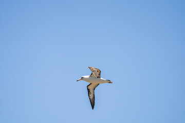 The Laysan albatross (Phoebastria immutabilis) is a large seabird that ranges across the North Pacific. Kaʻena Point, Oahu Hawaii