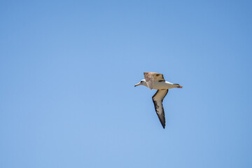 The Laysan albatross (Phoebastria immutabilis) is a large seabird that ranges across the North Pacific. Kaʻena Point, Oahu Hawaii