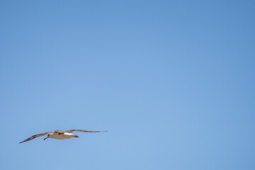 The Laysan albatross (Phoebastria immutabilis) is a large seabird that ranges across the North Pacific. Kaʻena Point, Oahu Hawaii