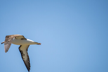 The Laysan albatross (Phoebastria immutabilis) is a large seabird that ranges across the North Pacific. Kaʻena Point, Oahu Hawaii