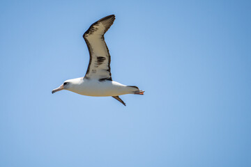 The Laysan albatross (Phoebastria immutabilis) is a large seabird that ranges across the North Pacific. Kaʻena Point, Oahu Hawaii