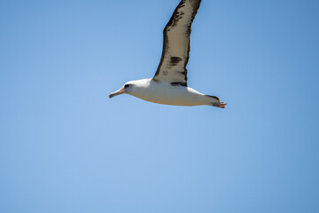 The Laysan albatross (Phoebastria immutabilis) is a large seabird that ranges across the North Pacific. Kaʻena Point, Oahu Hawaii