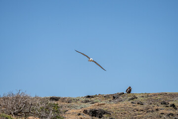 The Laysan albatross (Phoebastria immutabilis) is a large seabird that ranges across the North Pacific. Kaʻena Point, Oahu Hawaii
