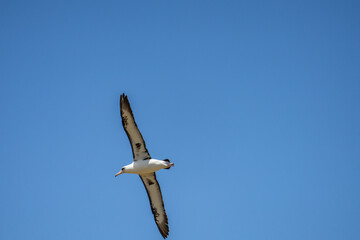 The Laysan albatross (Phoebastria immutabilis) is a large seabird that ranges across the North Pacific. Kaʻena Point , Oahu Hawaii