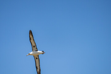 The Laysan albatross (Phoebastria immutabilis) is a large seabird that ranges across the North Pacific. Kaʻena Point, Oahu Hawaii
