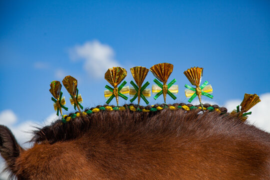 Heavy Horse all decked out for competition at the local show